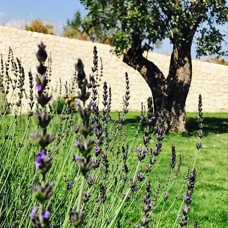 Battimandorlo نوتو