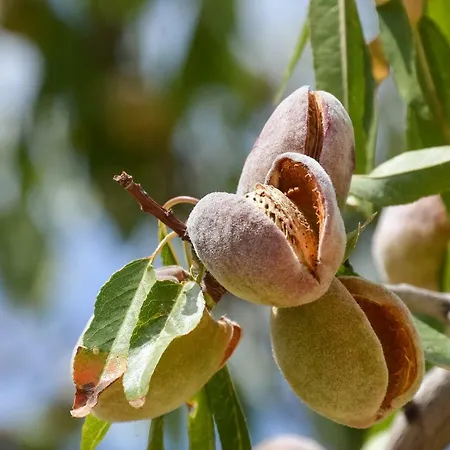 Отель Battimandorlo Ното